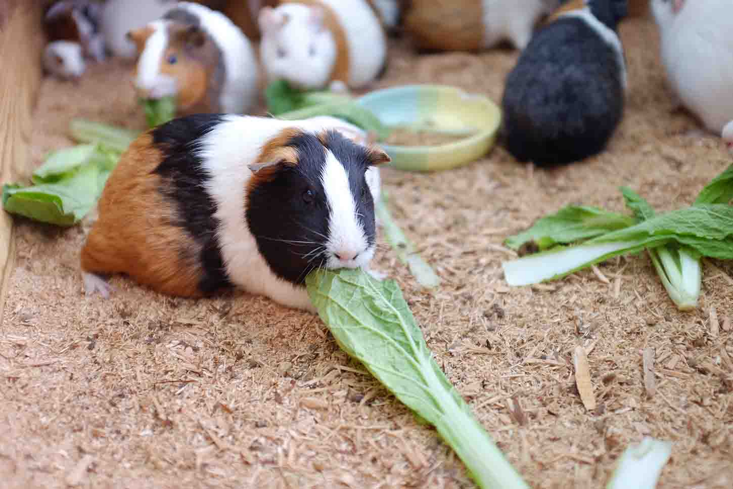 廃棄野菜を貴重なエサに。人々の善意が食品ロスも減らす