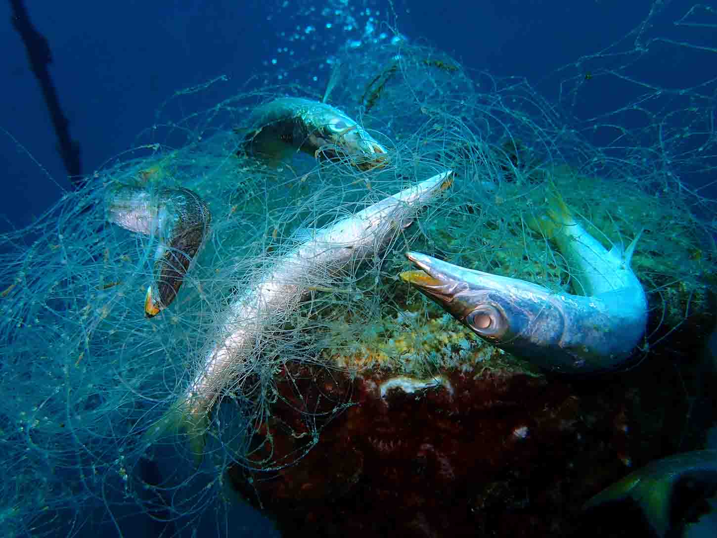 「ゴースト」から海洋生物を守る、ボランティアダイバー